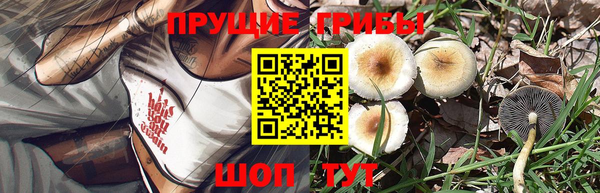 Псилоцибиновые грибы GOLDEN TEACHER Курчалой